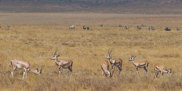 114 Tanzania, Ngorongoro Krater, grantgazelles.jpg